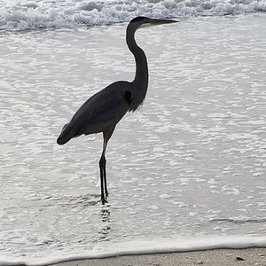 Meet your Posher, Stella